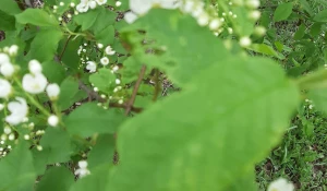 Цветение черемухи в Барнауле 