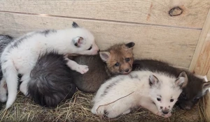 Пушистые лисьи малыши растут каждый день и уже могут гулять самостоятельно. 