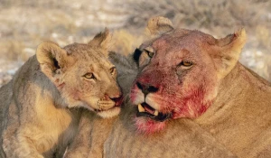 Львица и ее малыши.