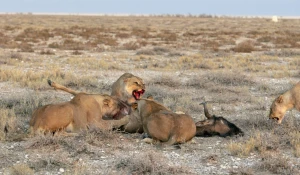 Львица и ее малыши.