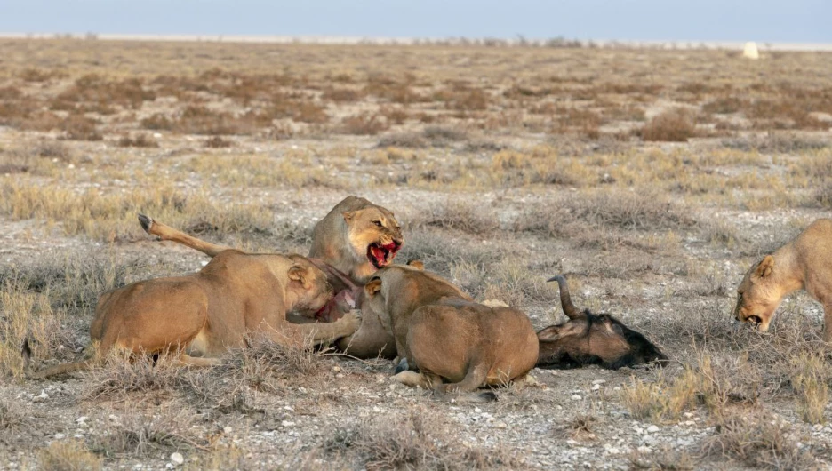 Львица и ее малыши.