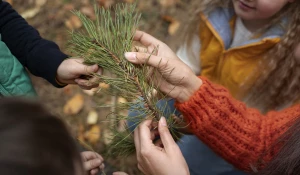 Дети рассматривают веточку сосны.