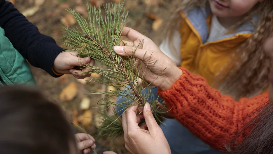 Дети рассматривают веточку сосны.