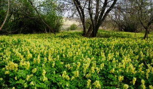 Нацпарк «Салаир»