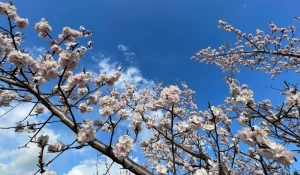 Абрикосы в алтайских садах.