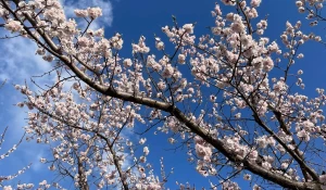 Абрикосы в алтайских садах.