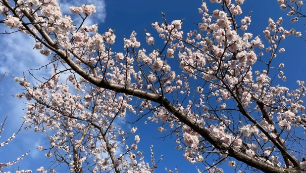 Абрикосы в алтайских садах.