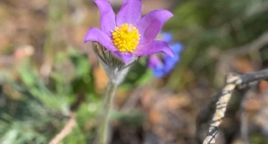 Подснежники украсили трассу здоровья в Барнауле