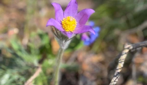 Подснежники украсили трассу здоровья в Барнауле