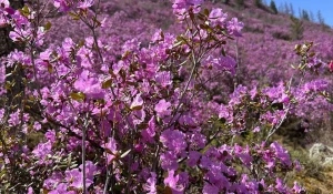 Цветение маральника 