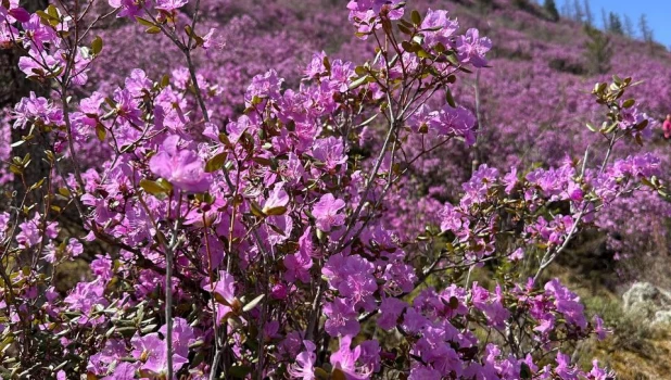 Цветение маральника 