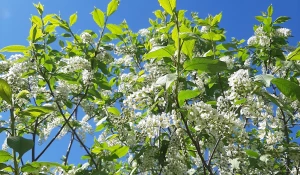 Черемуха, май, небо.