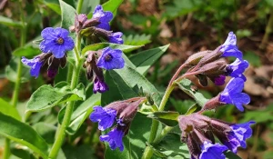 Майские цветы.