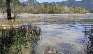 Подъем уровня воды в Катуни.