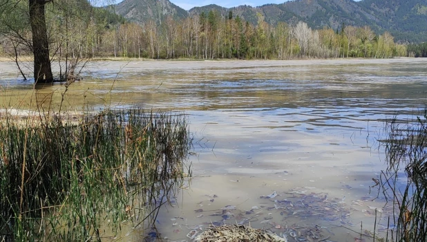 Подъем уровня воды в Катуни.