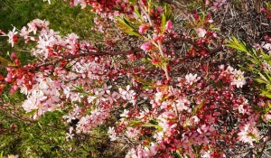 Майское разноцветье.