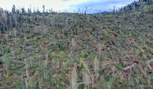 Сильный ветер в Турочакском районе повалил деревья.