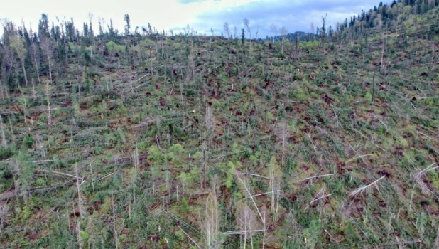 Сильный ветер в Турочакском районе повалил деревья.
