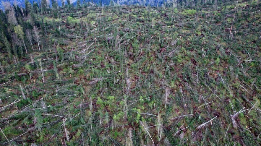 Сильный ветер в Турочакском районе повалил деревья.