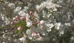 Барнаул в мае.