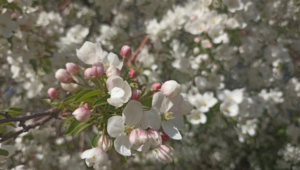 Барнаул в мае.