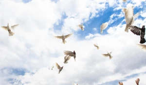 Запуск голубей.