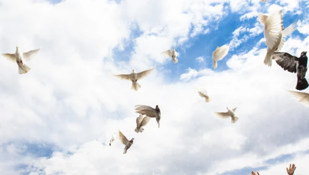 Запуск голубей.