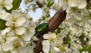 В барнаульских садоводствах зацвели сливы и груши