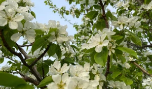 В барнаульских садоводствах зацвели сливы и груши