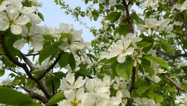 В барнаульских садоводствах зацвели сливы и груши