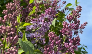 Барнаульская сирень.