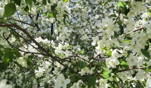 Цветущие яблони.