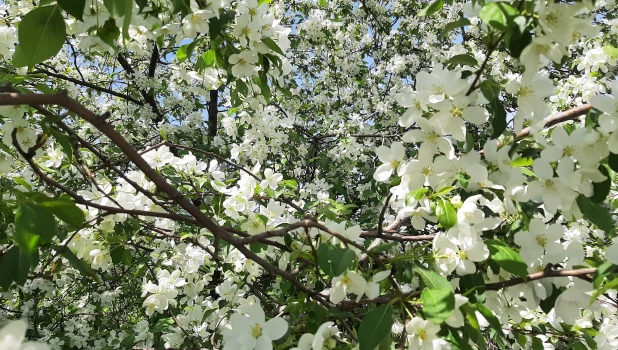 Цветущие яблони.