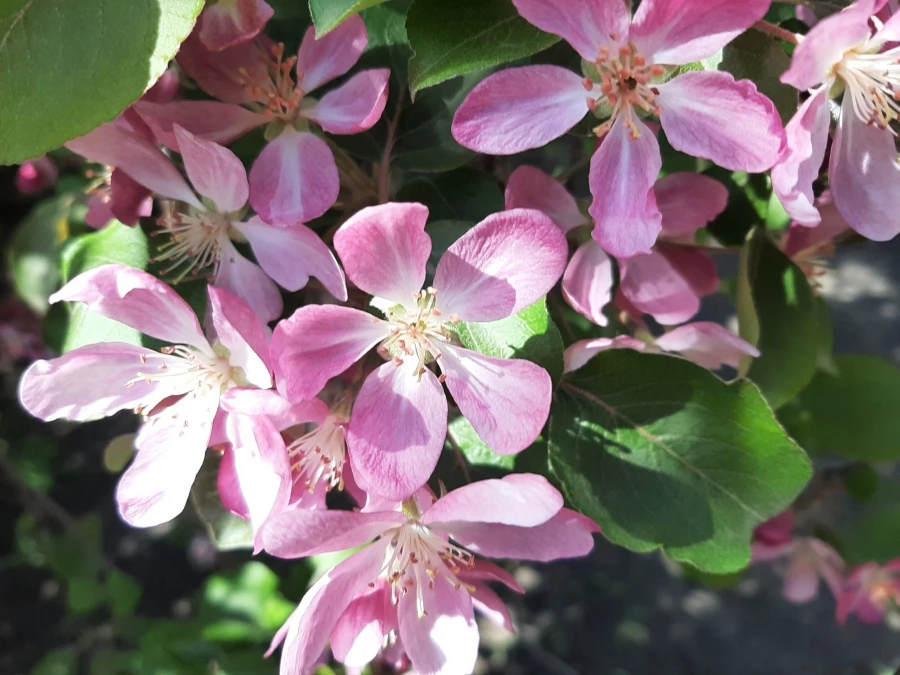 Цветущие яблони.