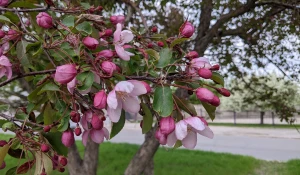 Цветущие яблони.