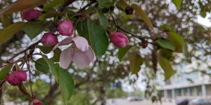 Цветущие яблони.