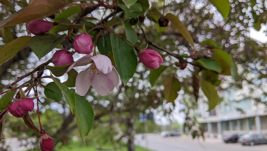 Цветущие яблони.