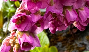 Рододендрон даурский на Алтае.