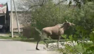 Лось прогуливался по селу вблизи Барнаула