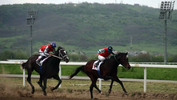 Скачки в Чечне.