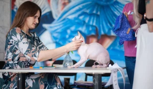 Большая выставка клуба любителей кошек «Демарис» в Барнауле