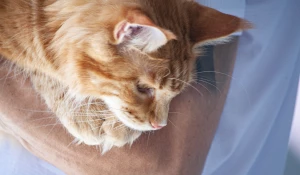 Большая выставка клуба любителей кошек «Демарис» в Барнауле