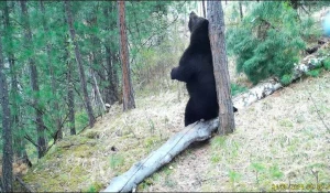 Обрадовались траве бурые медведи 