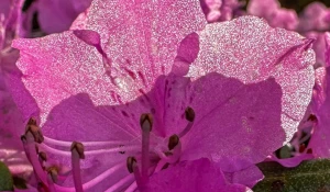Рододендрон в Алтайском заповеднике.