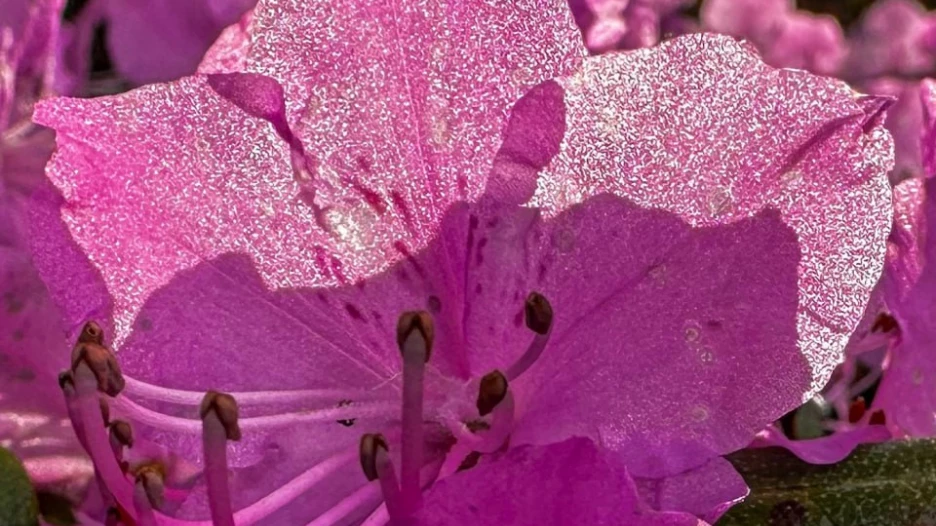 Рододендрон в Алтайском заповеднике.