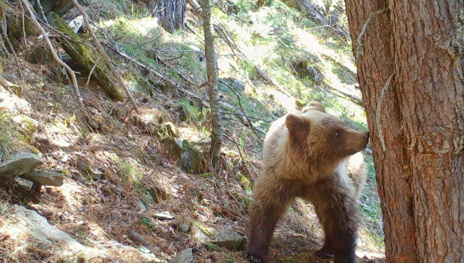 Медведи на Алтае.