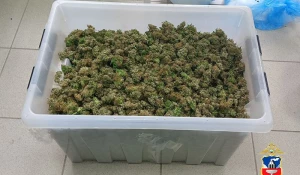 Полиция Алтайского края задержала наркоплантатора, выращивавшего коноплю в морских контейнерах.