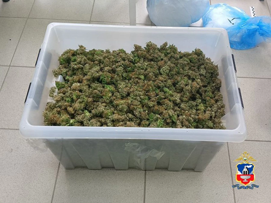 Полиция Алтайского края задержала наркоплантатора, выращивавшего коноплю в морских контейнерах.