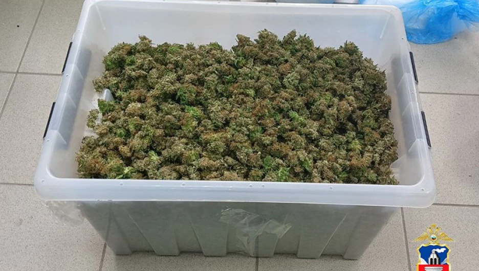 Полиция Алтайского края задержала наркоплантатора, выращивавшего коноплю в морских контейнерах.