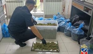 Полиция Алтайского края задержала наркоплантатора, выращивавшего коноплю в морских контейнерах.